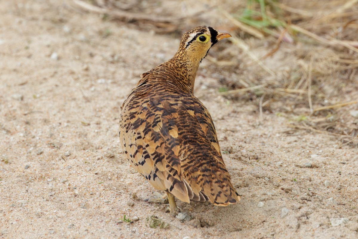 Black-faced Sandgrouse - ML620434518