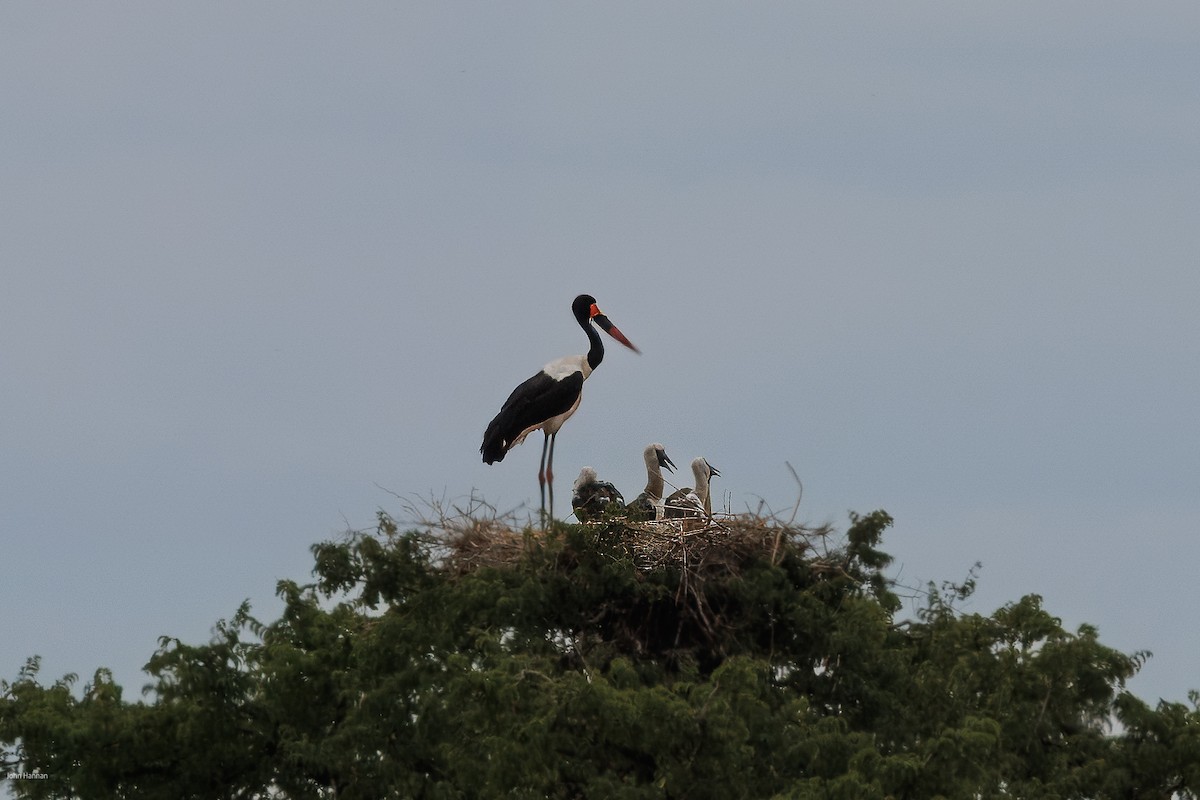 Saddle-billed Stork - ML620434519