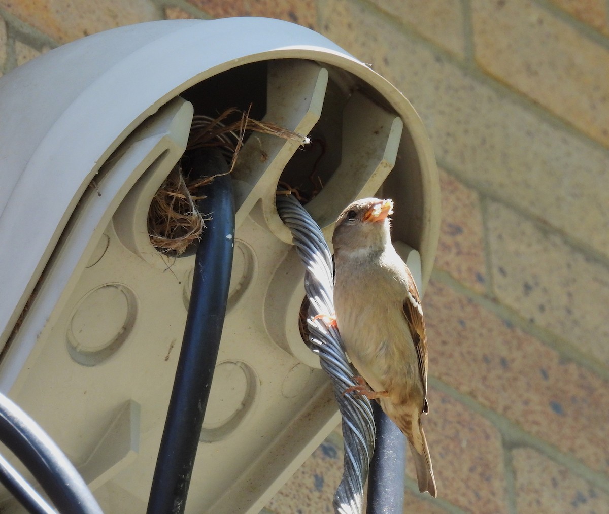 House Sparrow - ML620434522