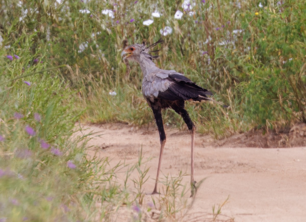 Secretarybird - ML620434526