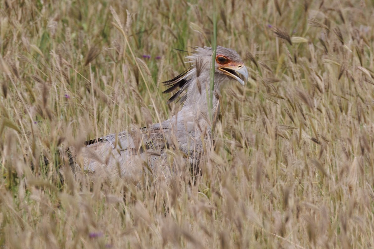 Secretarybird - ML620434527