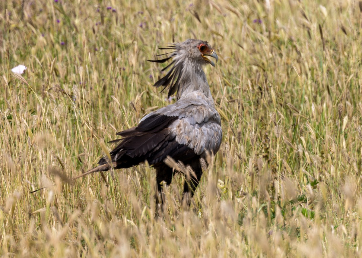 Secretarybird - ML620434530