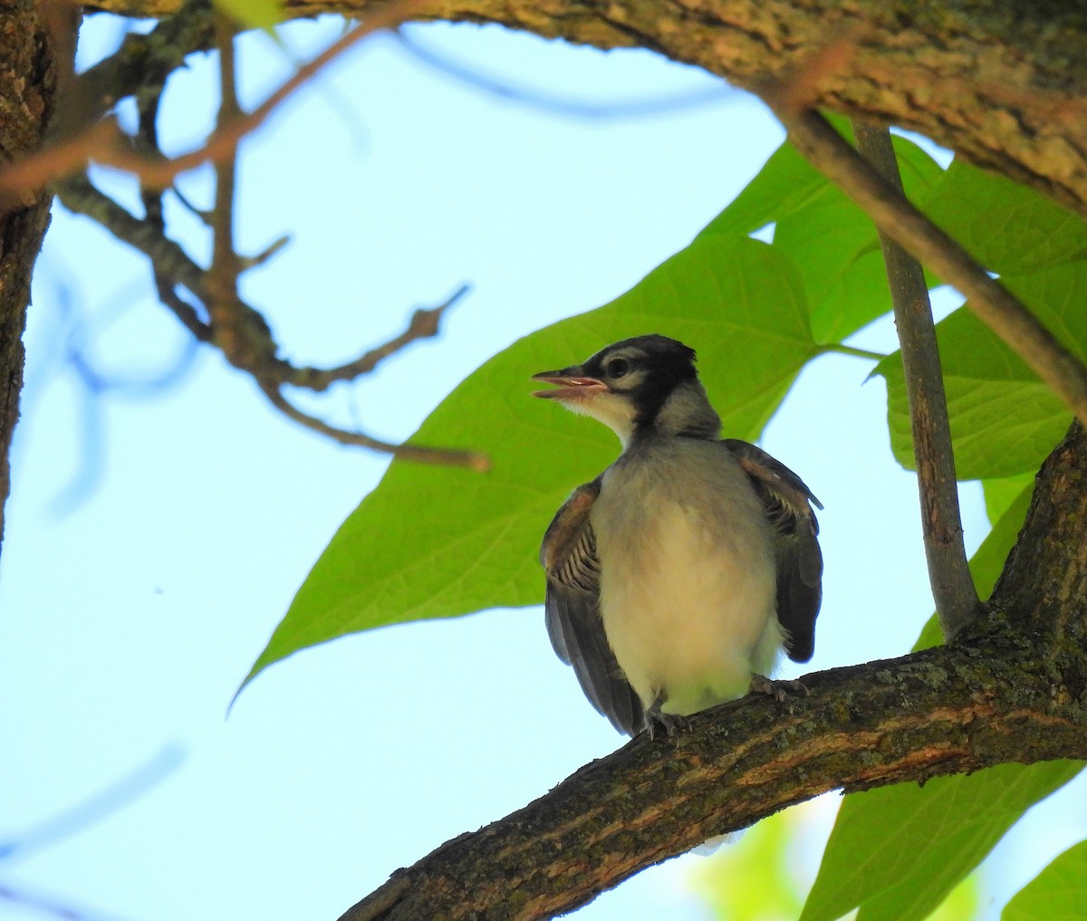 Blue Jay - ML620434537