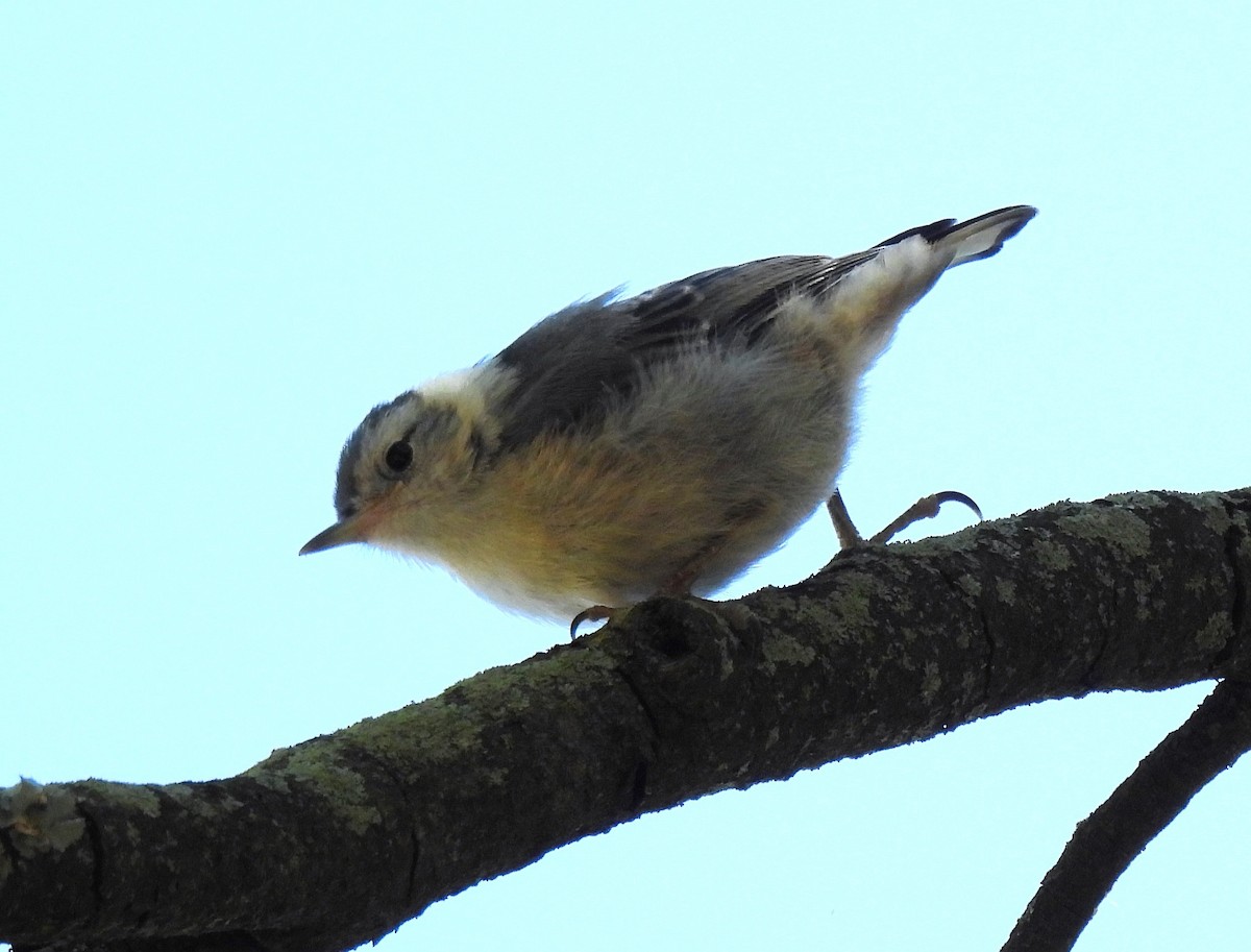 White-breasted Nuthatch - ML620434538