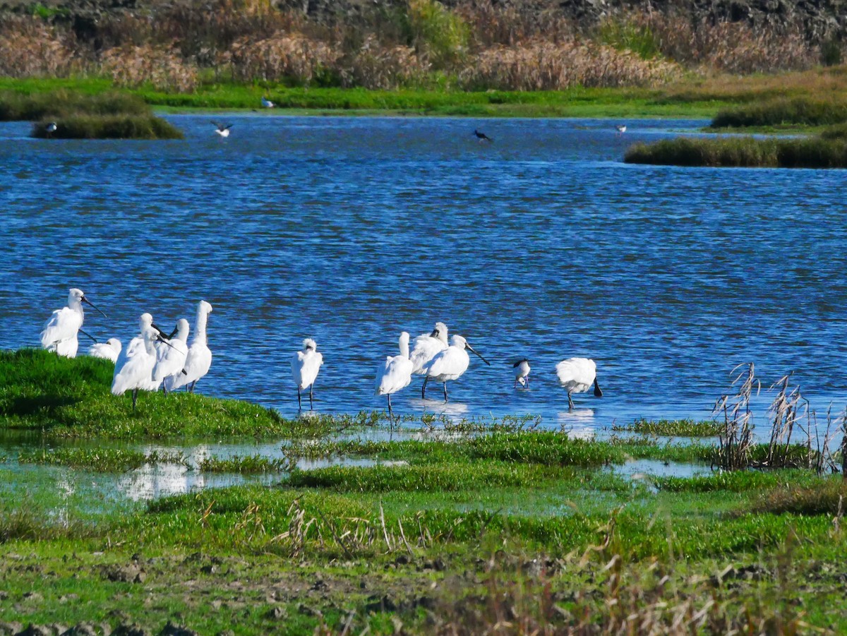 Royal Spoonbill - ML620434540