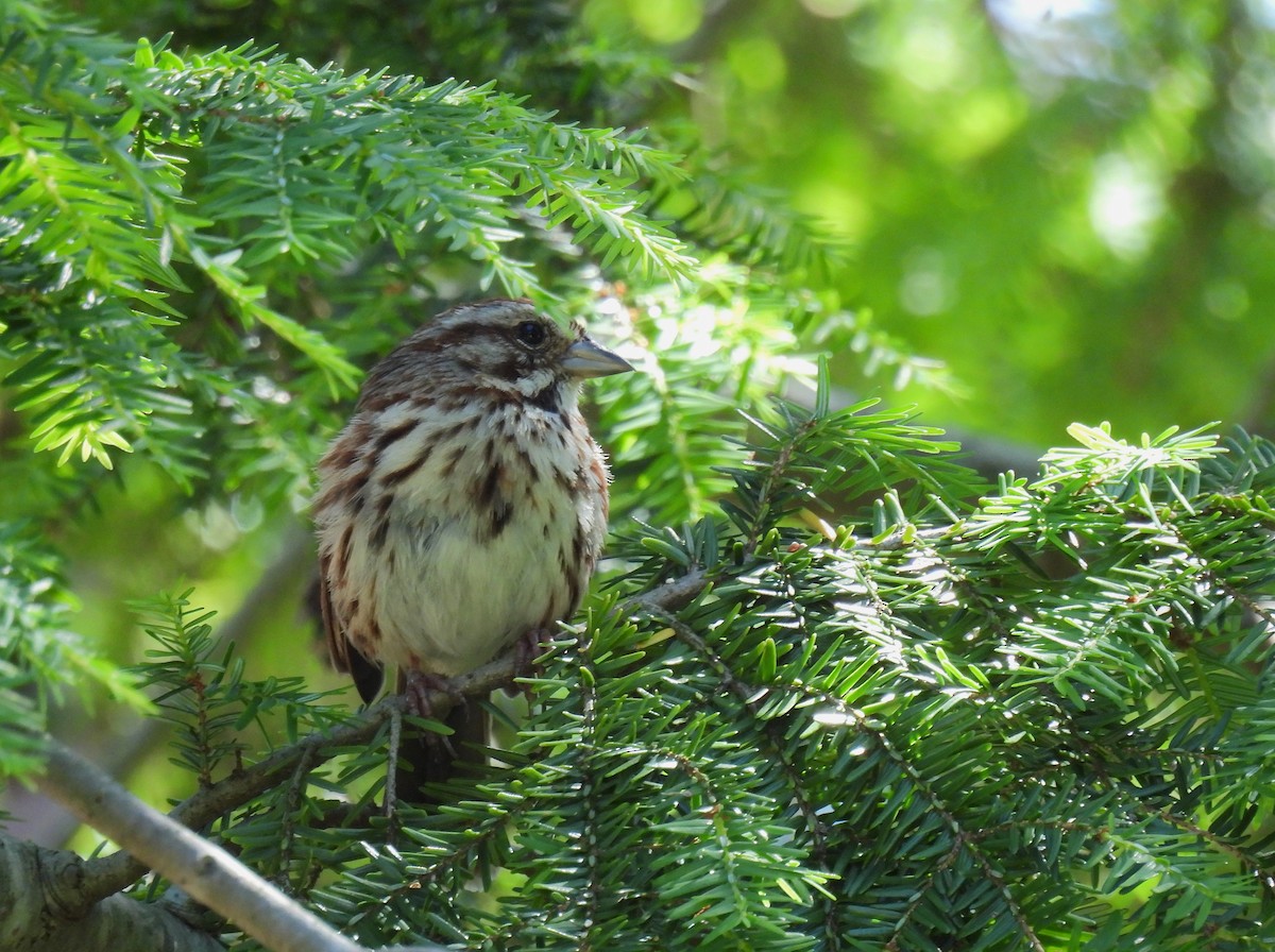 Song Sparrow - ML620434542