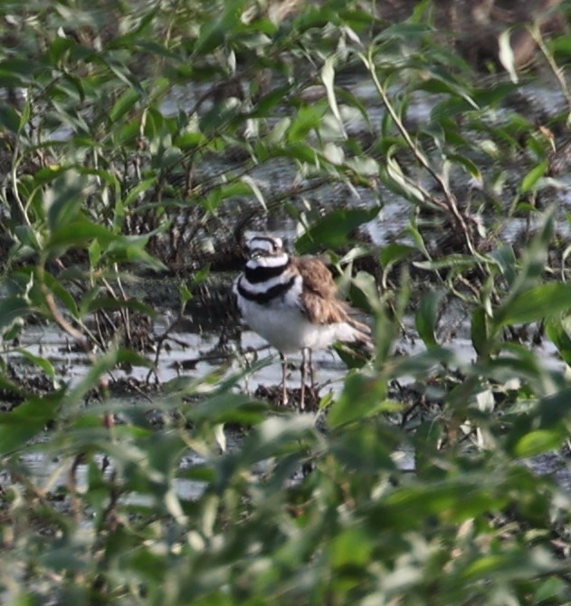 Killdeer - ML620434543