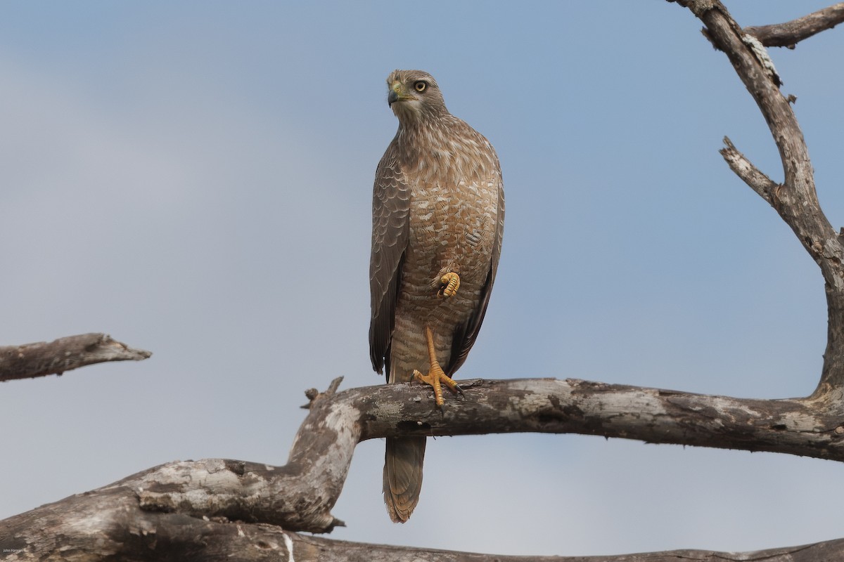 Eastern Chanting-Goshawk - ML620434545