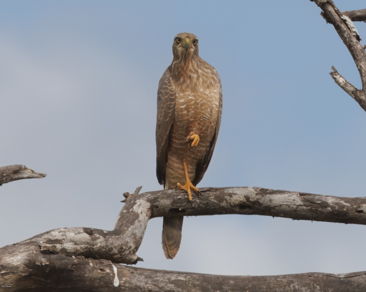 Eastern Chanting-Goshawk - ML620434546