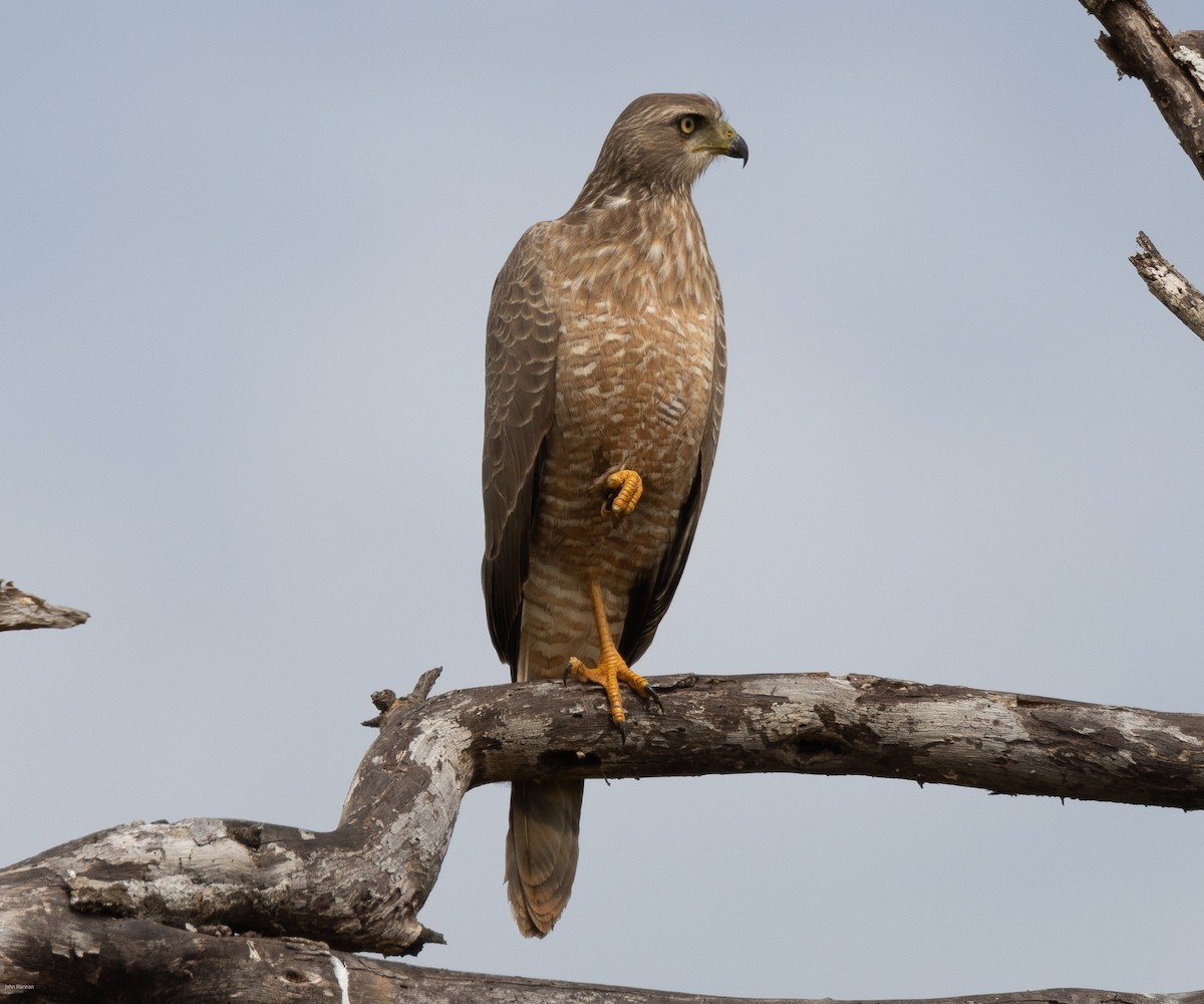 Eastern Chanting-Goshawk - ML620434547