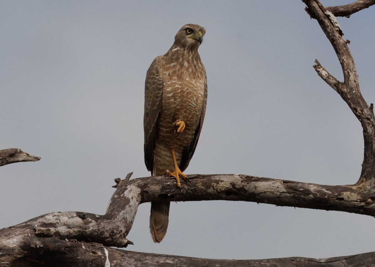 Eastern Chanting-Goshawk - ML620434551