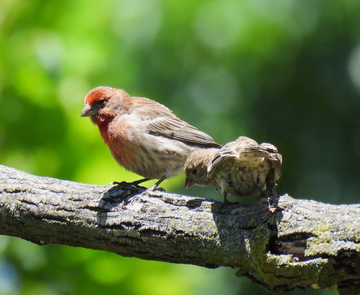 House Finch - ML620434553