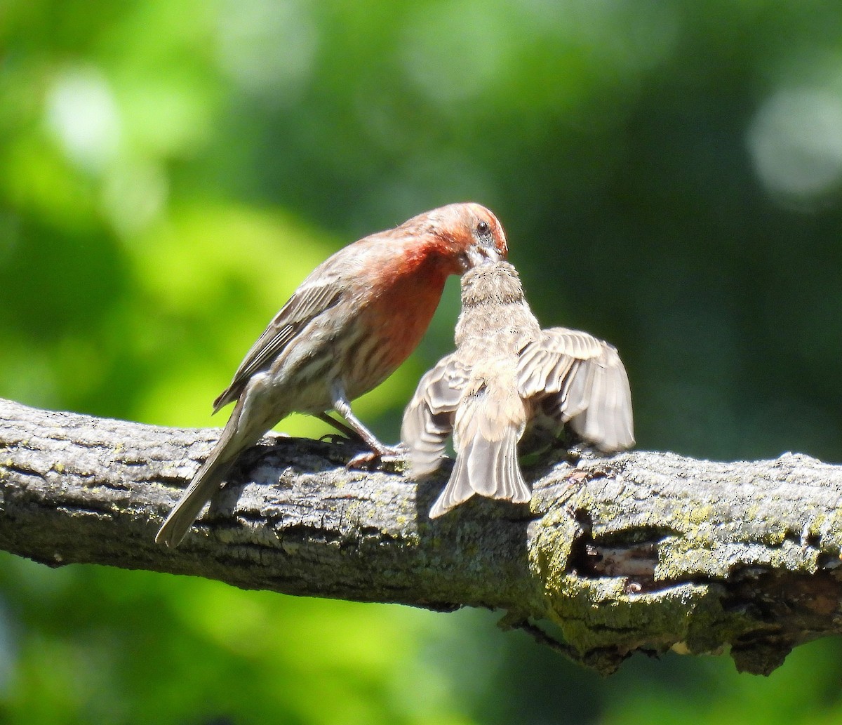 House Finch - ML620434554