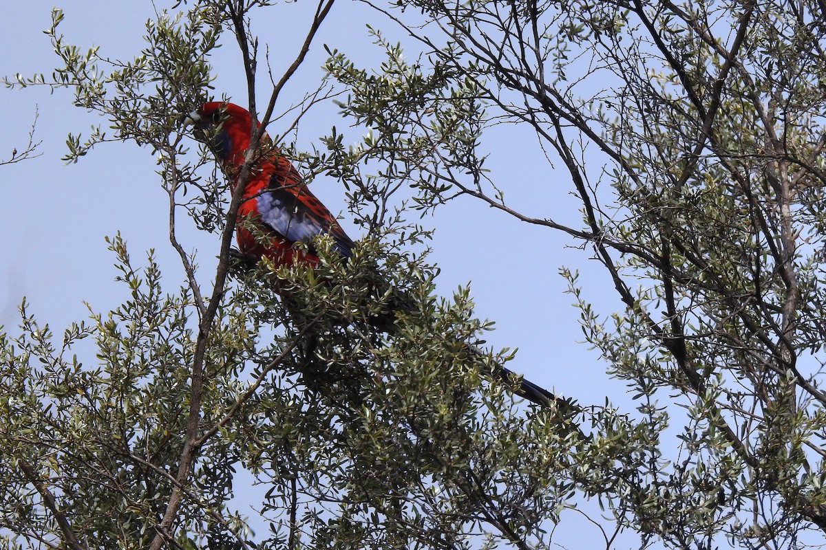 Crimson Rosella - ML620434556