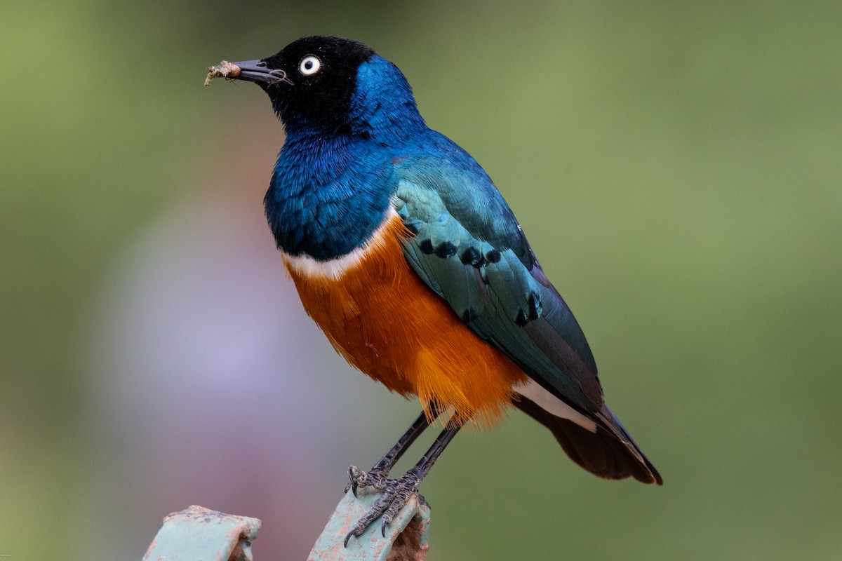 Superb Starling - ML620434558