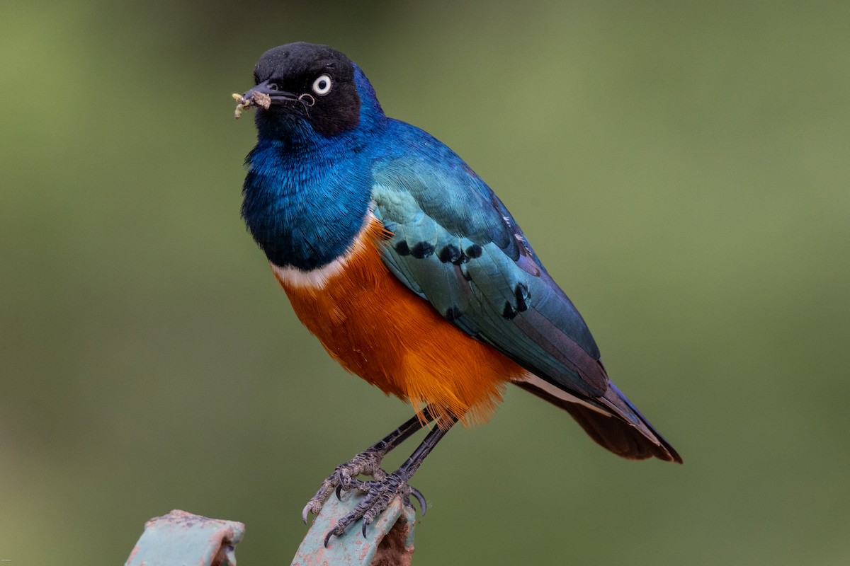 Superb Starling - ML620434559