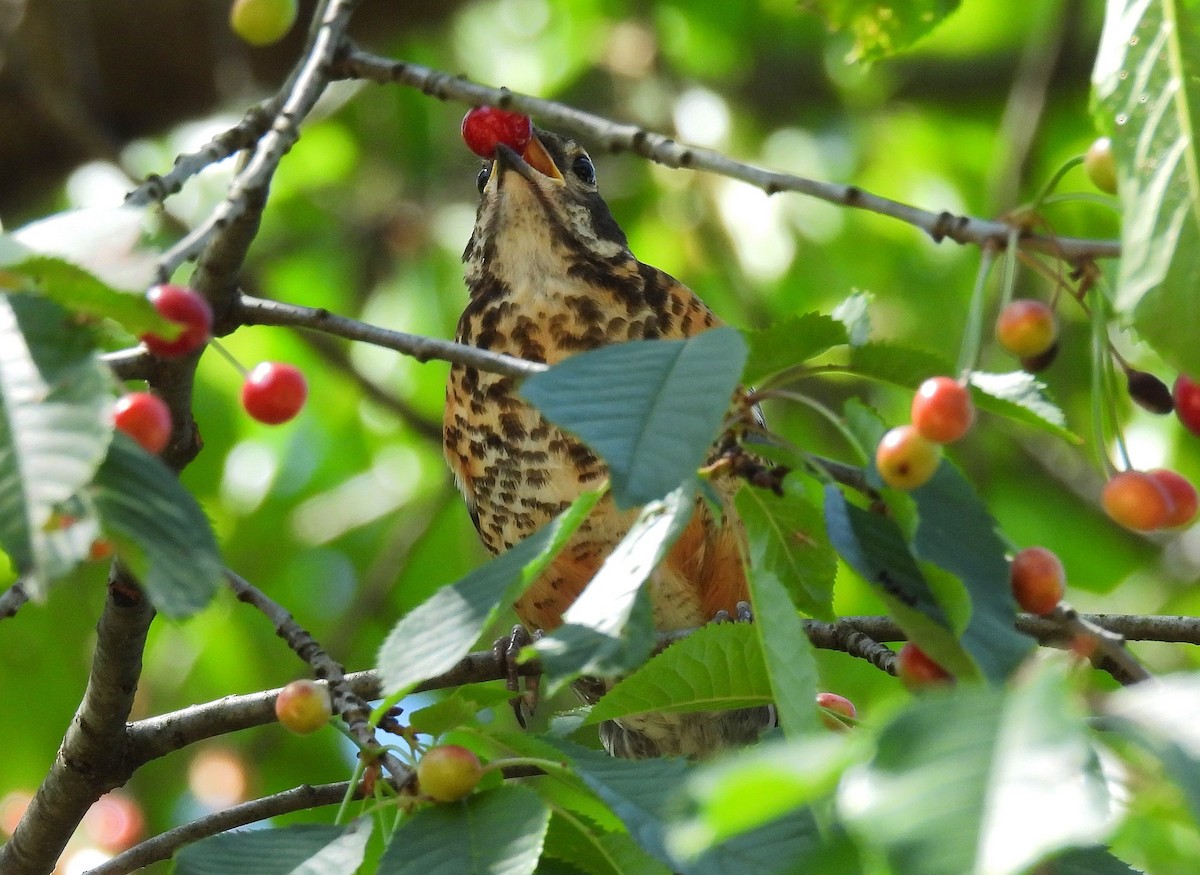 American Robin - ML620434565