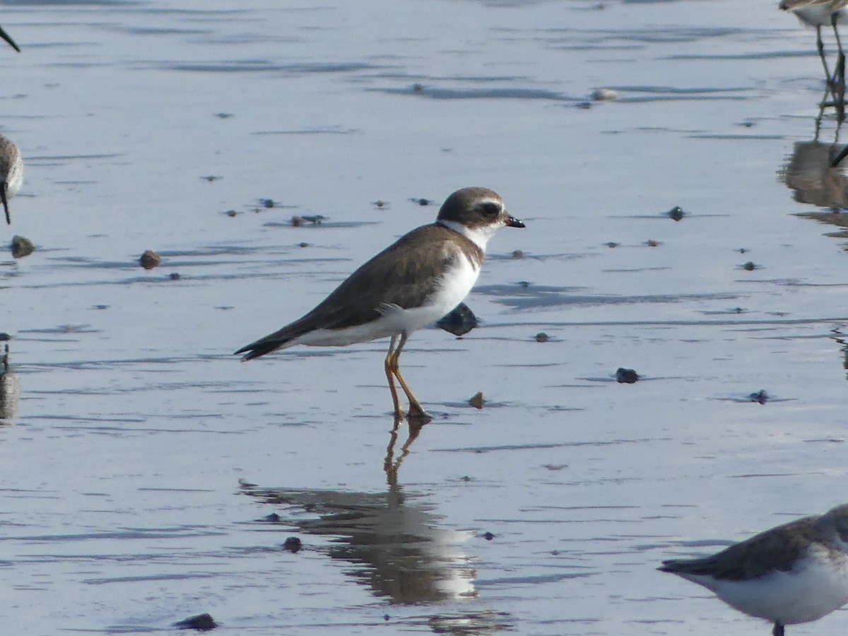 Semipalmated Plover - ML620434569