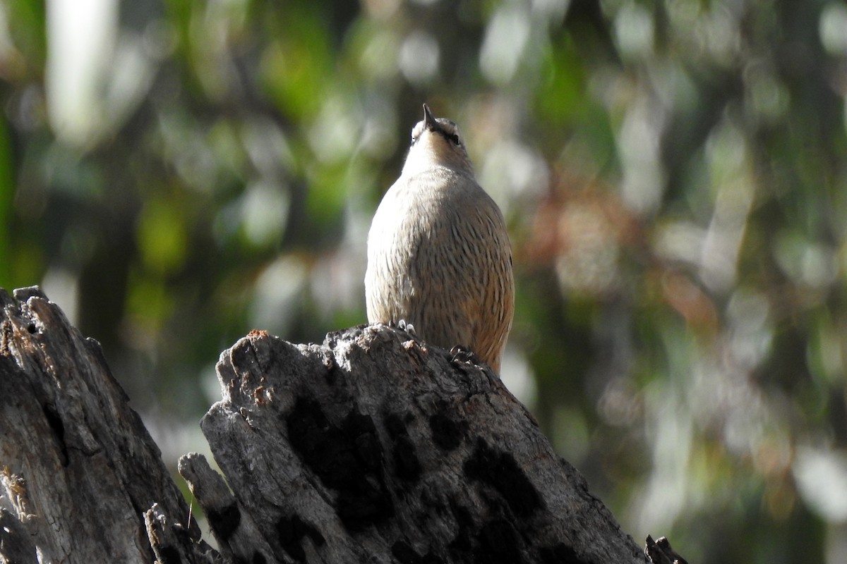 Brown Treecreeper - ML620434571