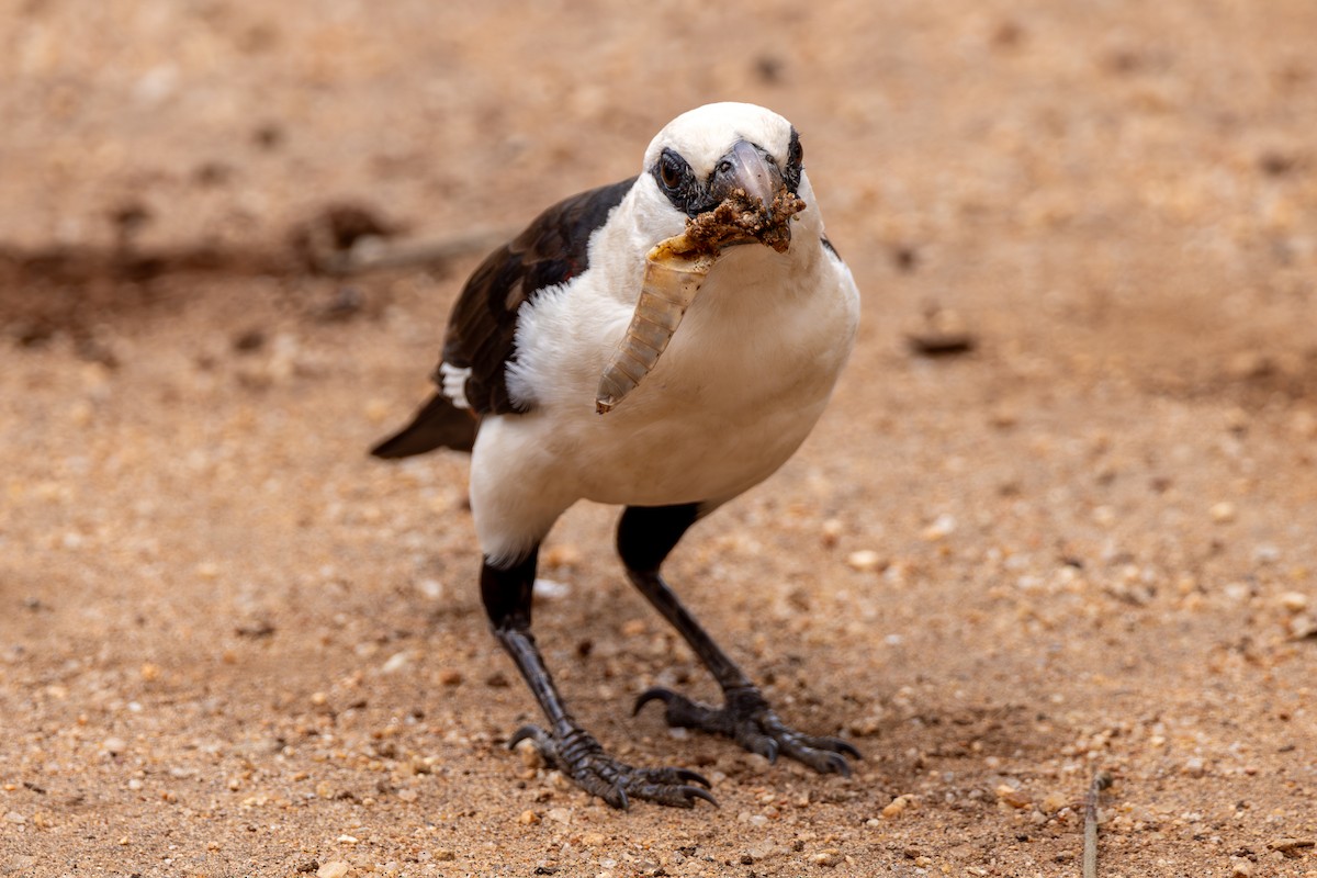 White-headed Buffalo-Weaver - ML620434572