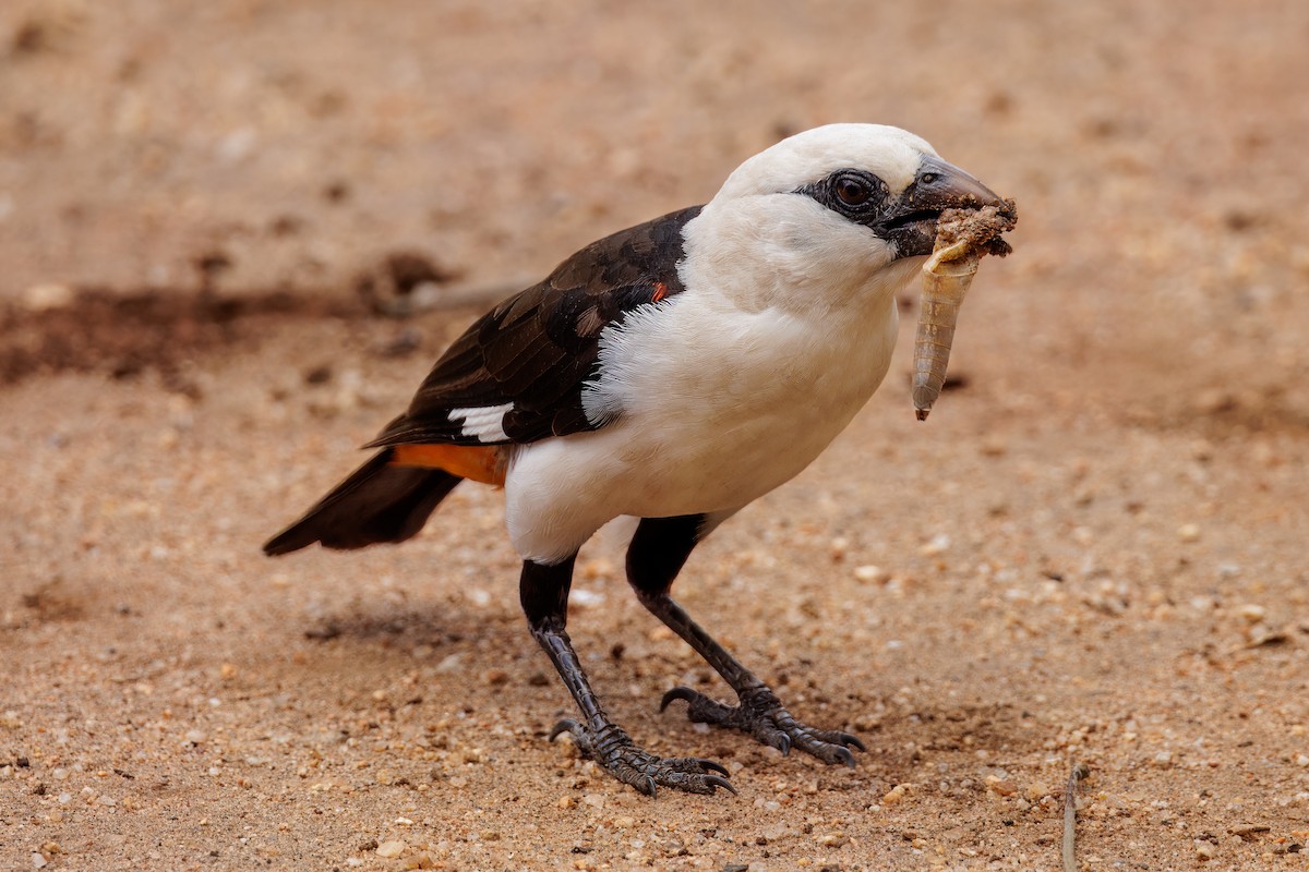 White-headed Buffalo-Weaver - ML620434575