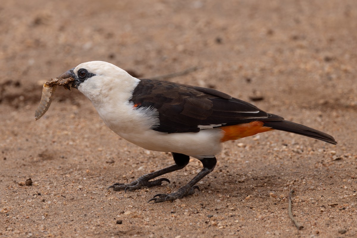 White-headed Buffalo-Weaver - ML620434577