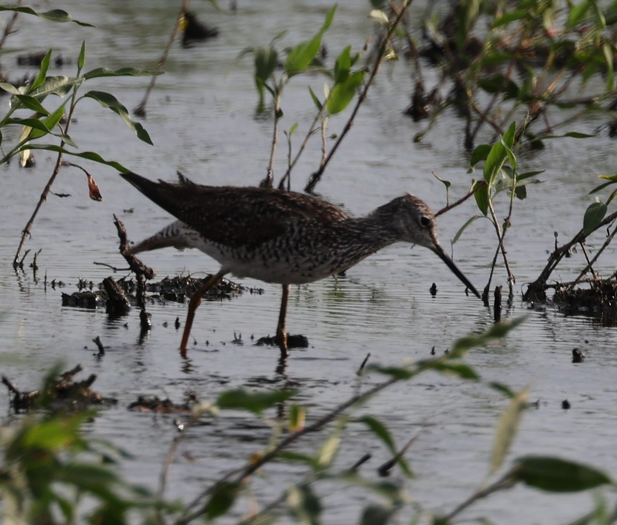 Greater Yellowlegs - ML620434580