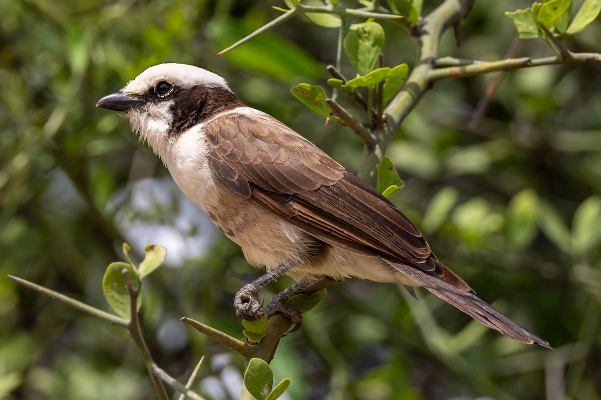 White-rumped Shrike - ML620434590