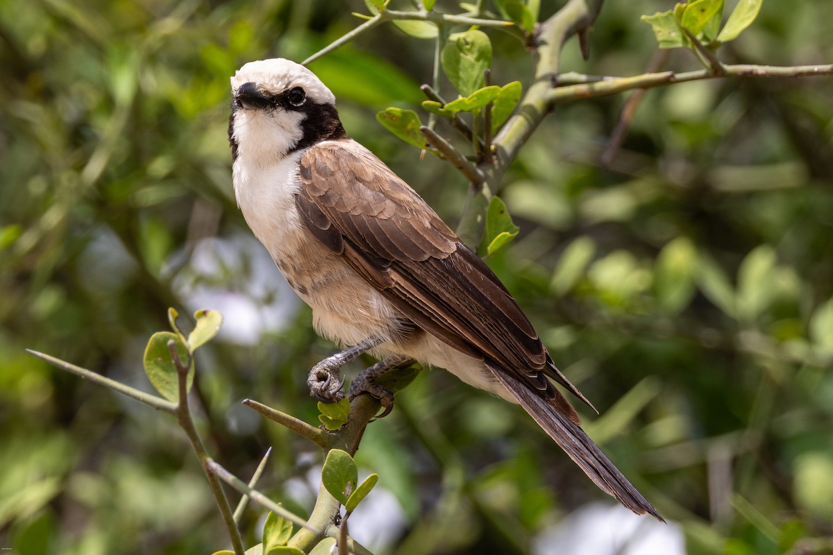 White-rumped Shrike - ML620434591