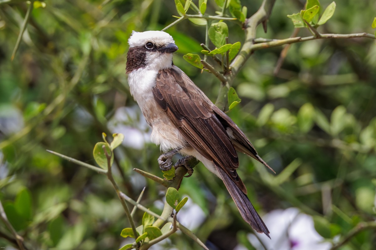 White-rumped Shrike - ML620434592