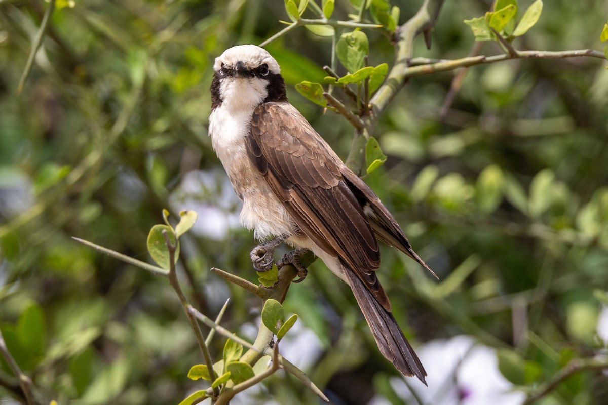 White-rumped Shrike - John Hannan