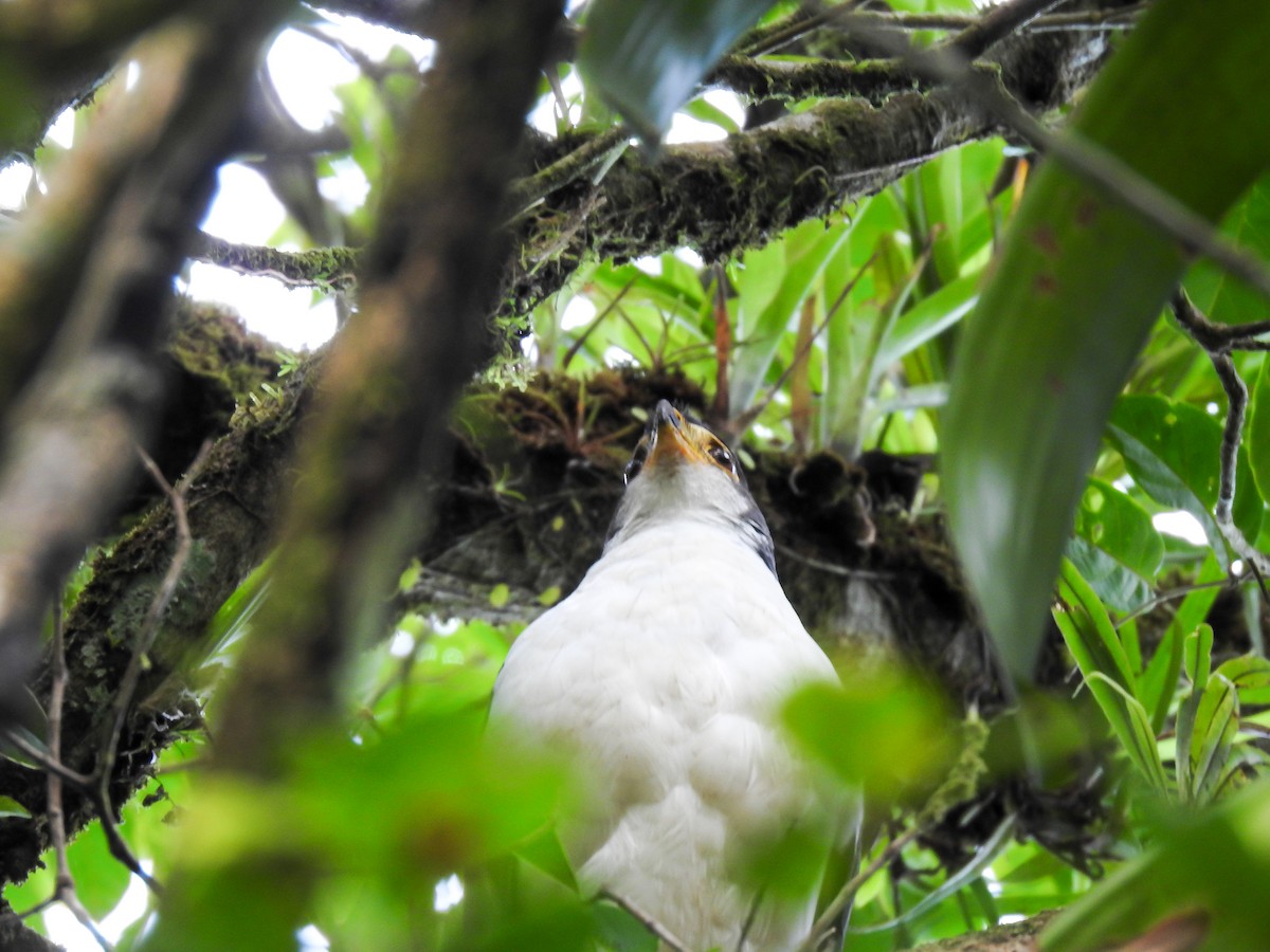 Slaty-backed Forest-Falcon - ML620434604