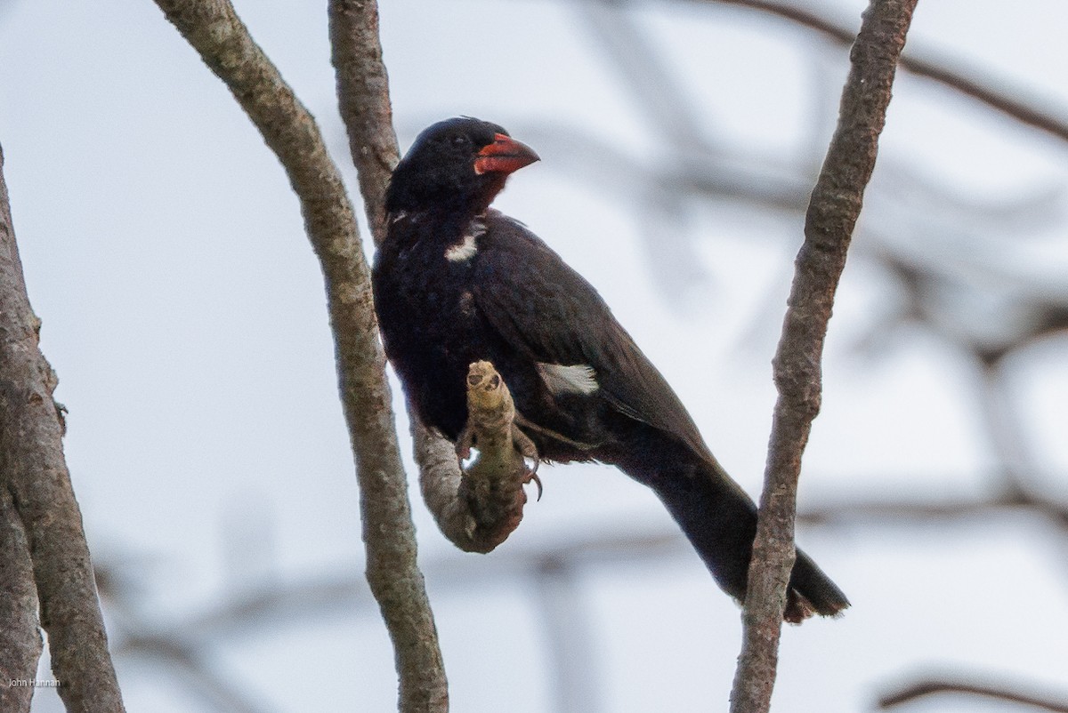 Red-billed Buffalo-Weaver - ML620434606