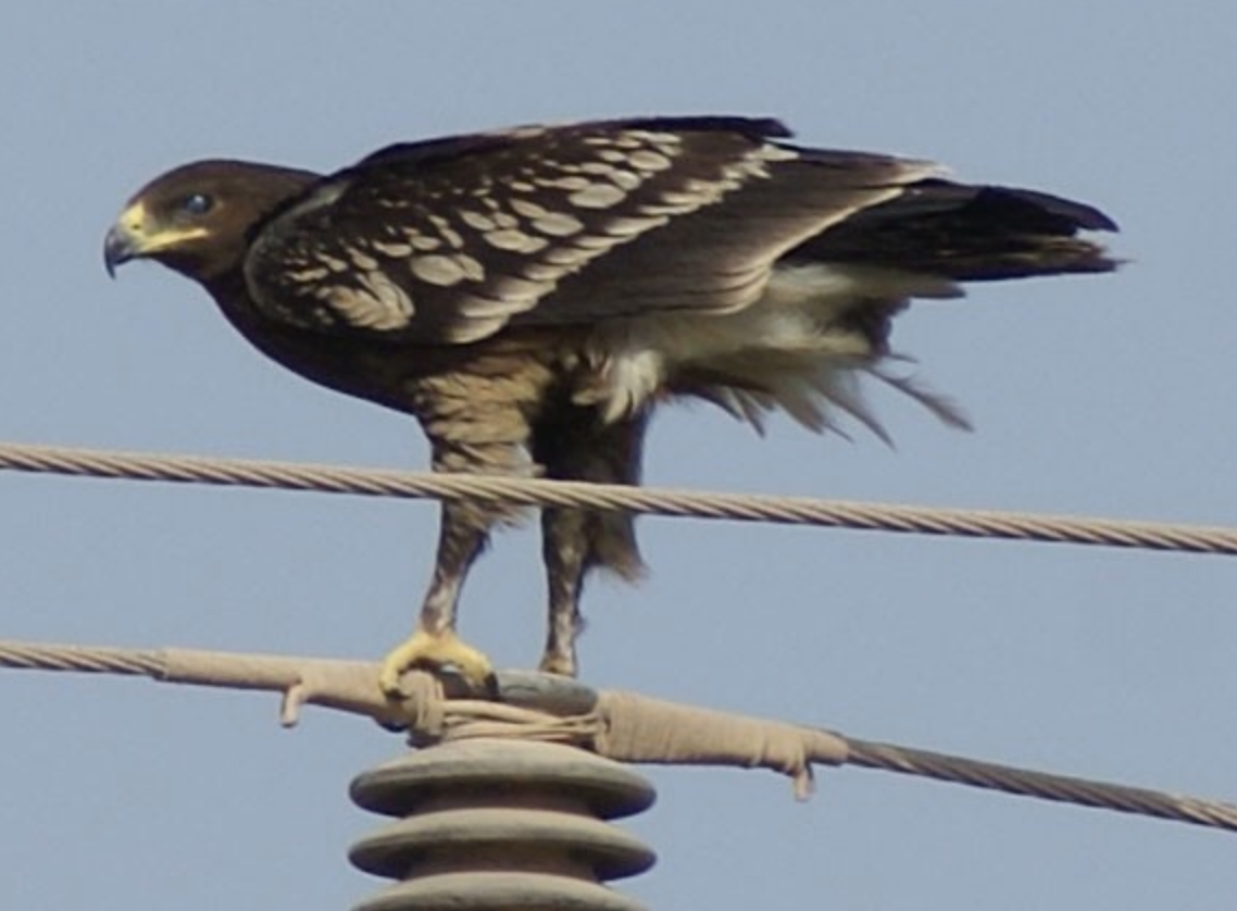Aigle criard - ML620434621
