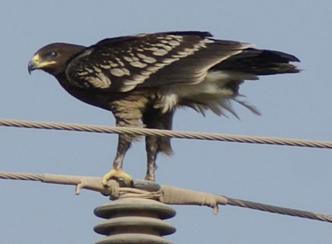 Greater Spotted Eagle - ML620434621