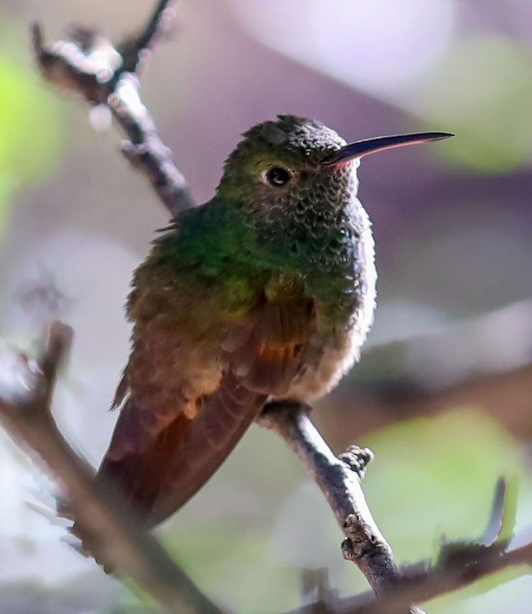 Berylline Hummingbird - ML620434625