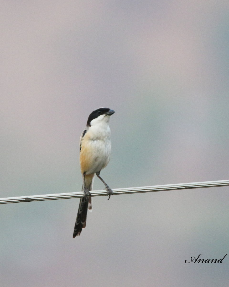 Long-tailed Shrike - ML620434627