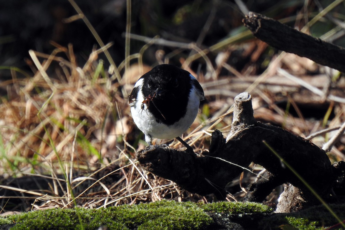 Hooded Robin - ML620434628