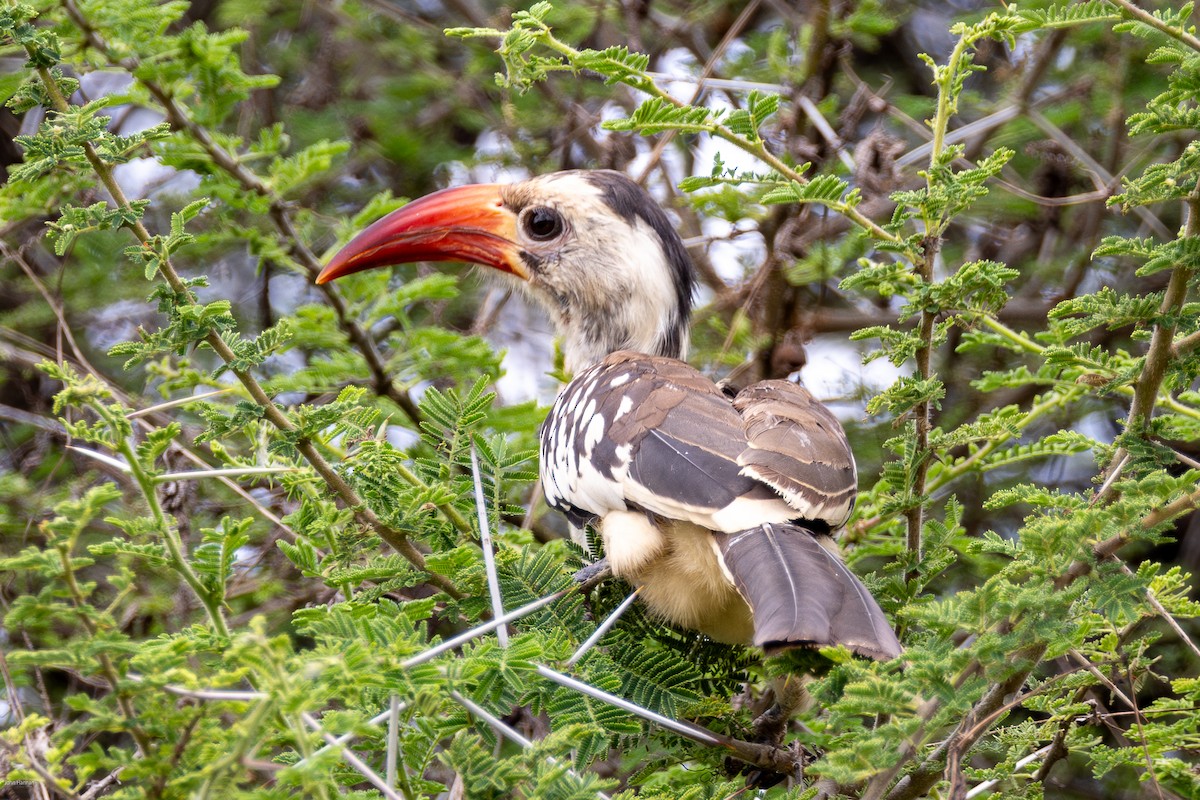 Northern Red-billed Hornbill - John Hannan