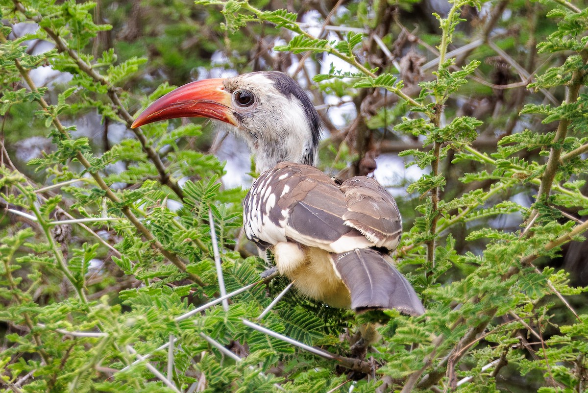 Northern Red-billed Hornbill - ML620434630