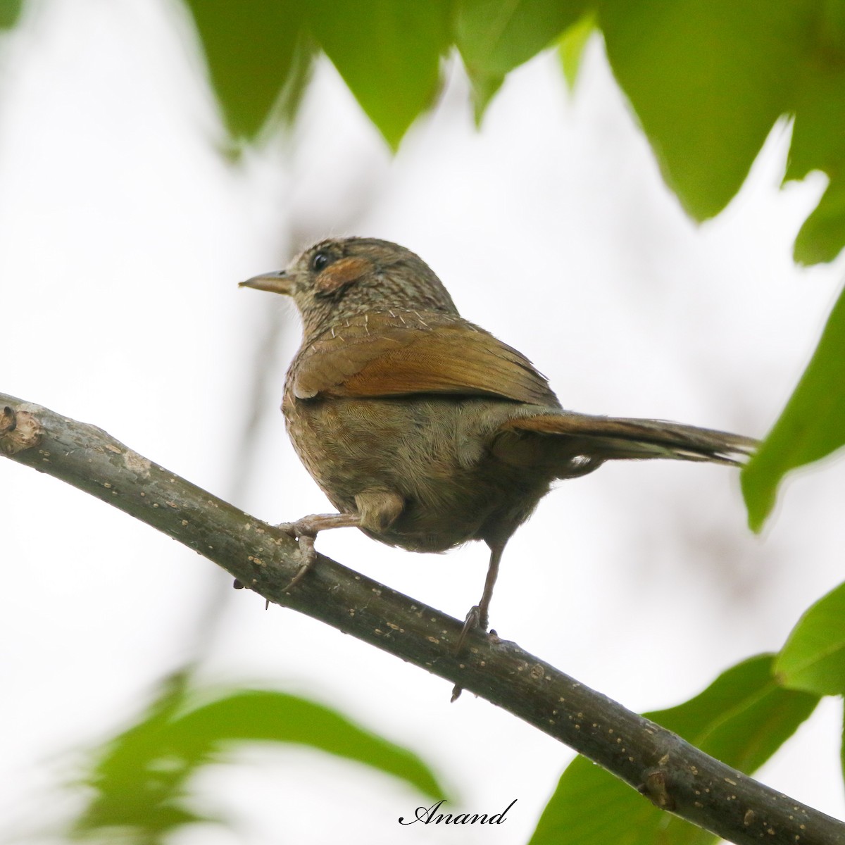 Streaked Laughingthrush - ML620434631