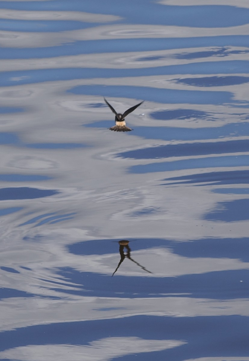 Cliff Swallow - ML620434642