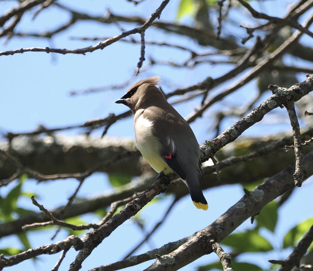 Cedar Waxwing - ML620434645