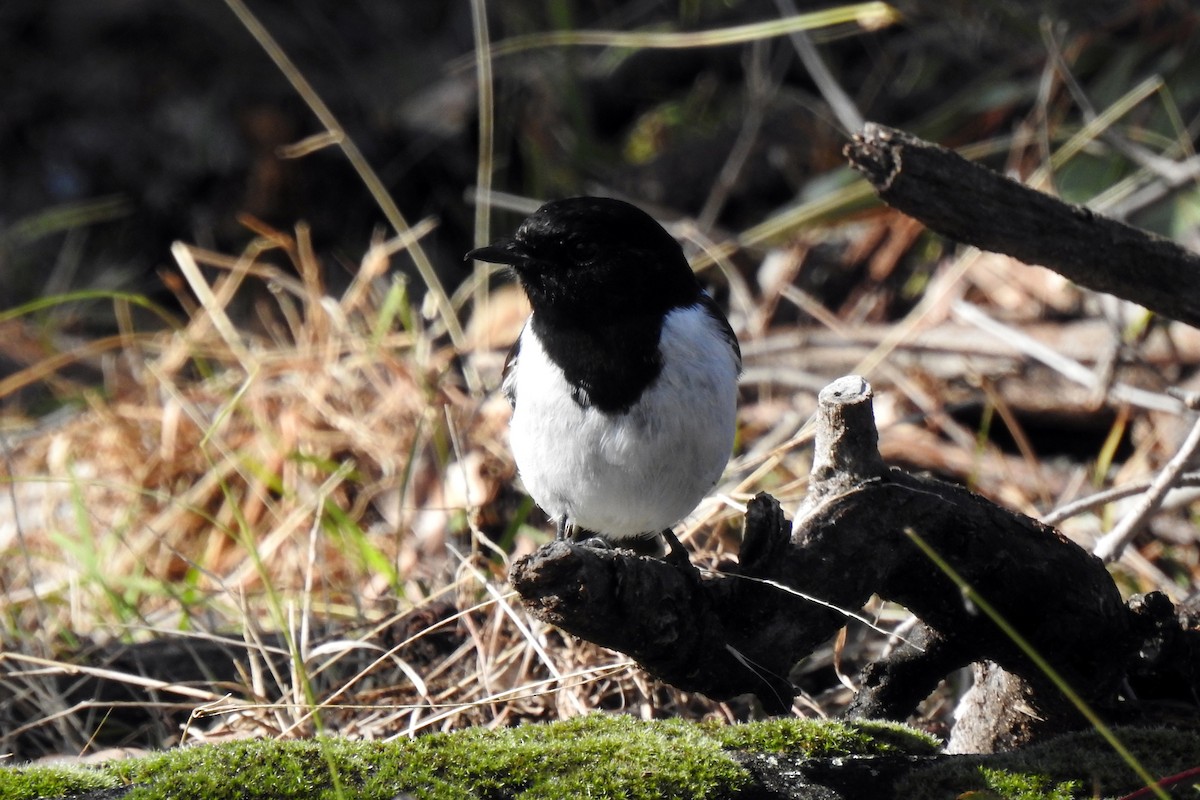 Hooded Robin - ML620434652