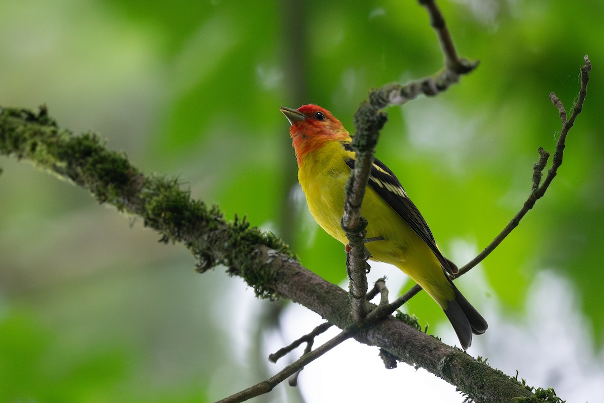Western Tanager - ML620434657