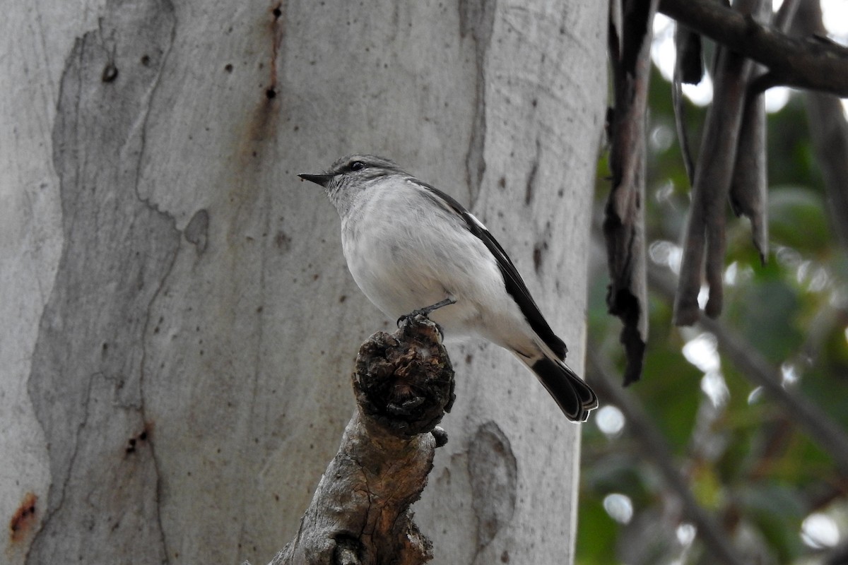 Hooded Robin - ML620434660