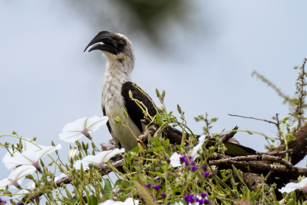 Von der Decken's Hornbill - ML620434663