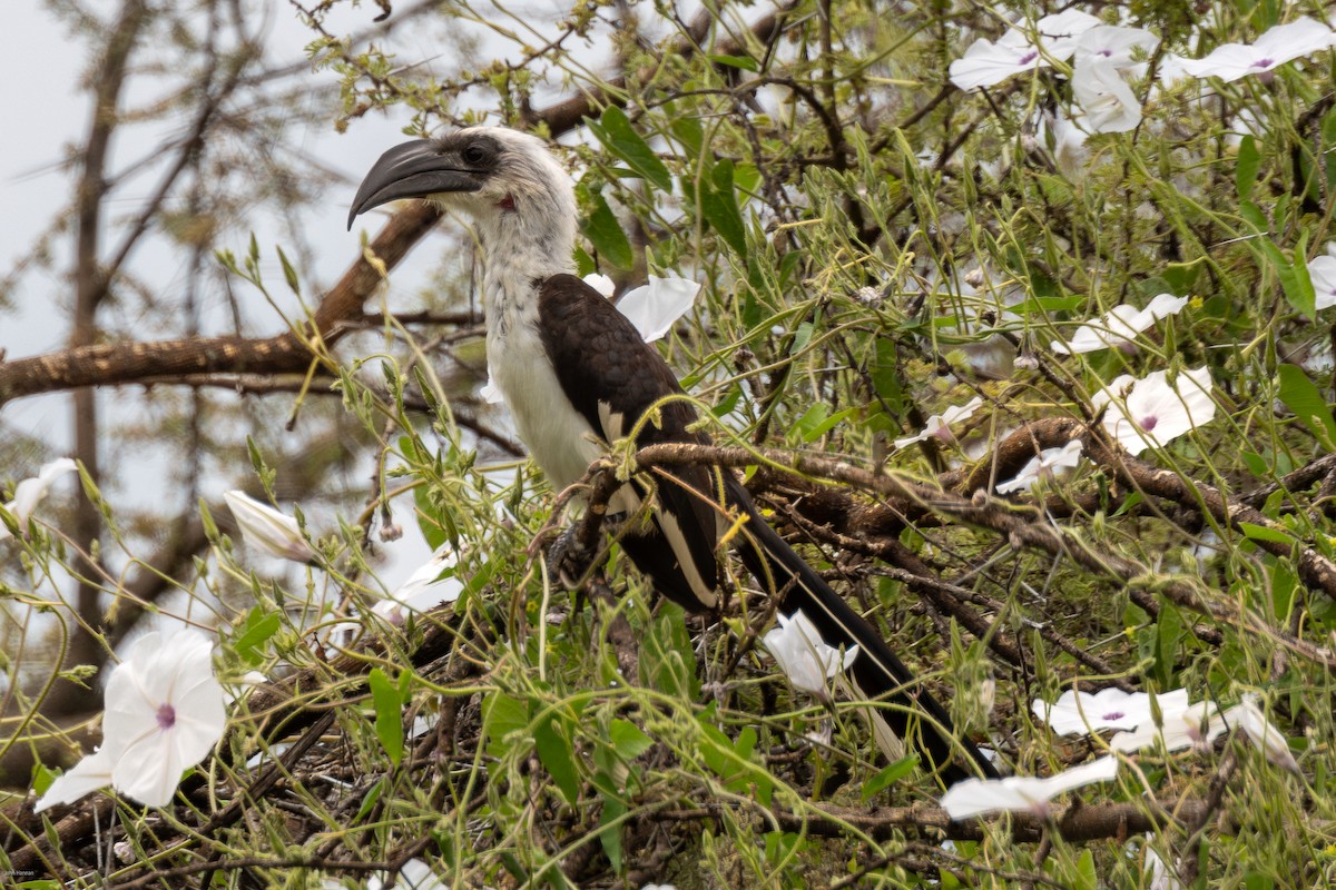 Von der Decken's Hornbill - ML620434666