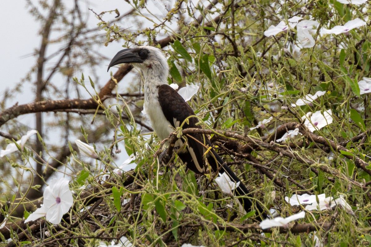 Von der Decken's Hornbill - ML620434667