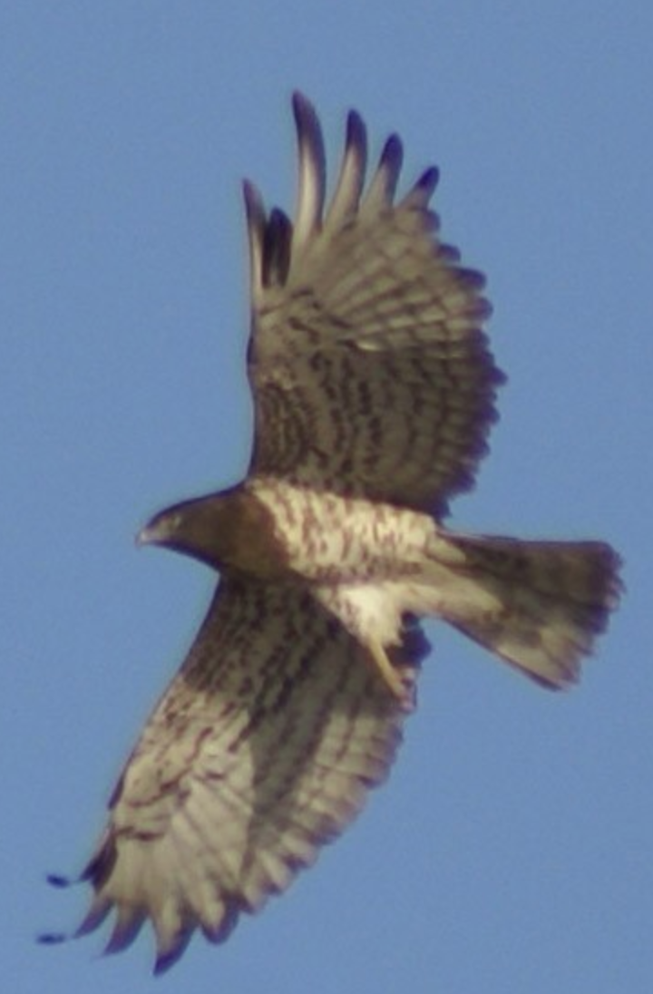 Short-toed Snake-Eagle - ML620434674